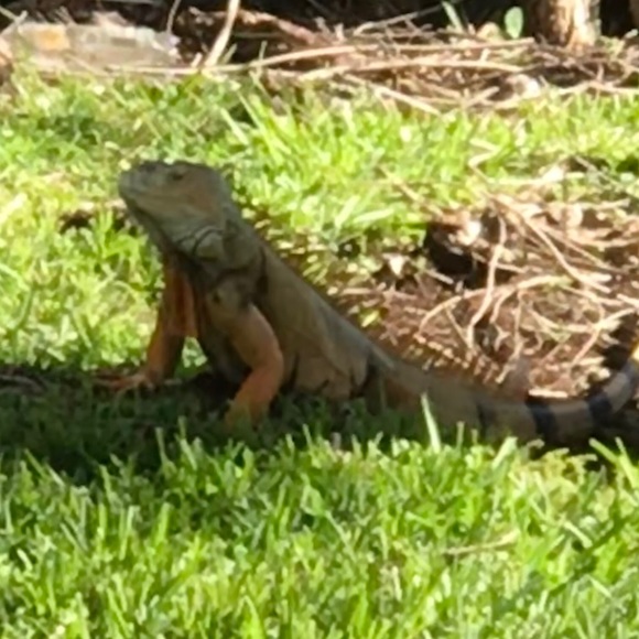 Meet your Posher, Nat - Picture 1 of 1